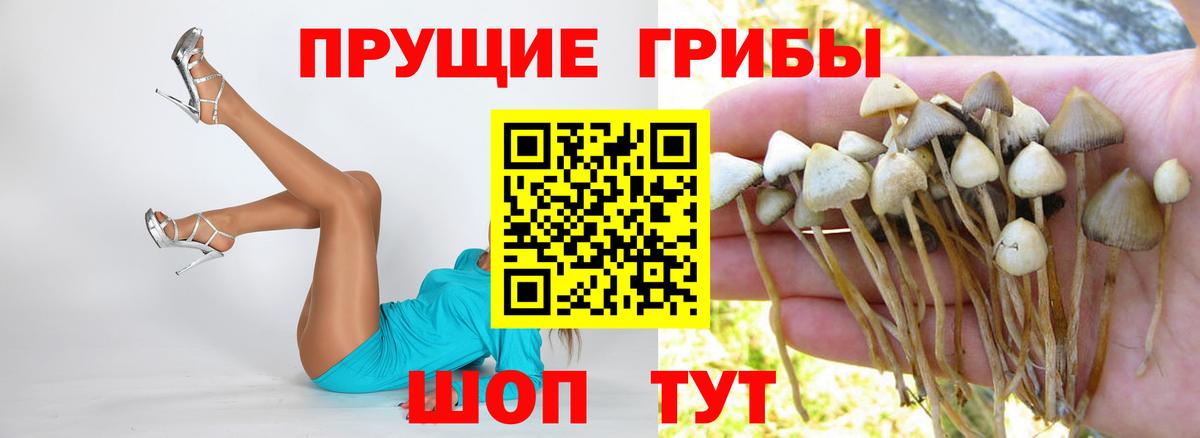 Псилоцибиновые грибы Psilocybe  наркошоп  Вход с VPN  Абинск  Псилоцибиновые грибы Psilocybine cubensis 